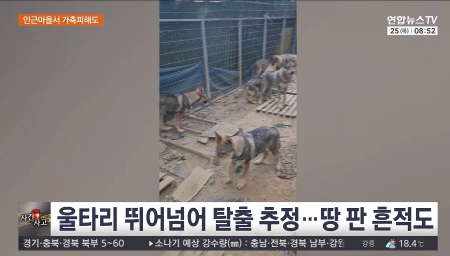 서산 우리 탈출 늑대개 열흘 만에 모두 집으로..수색 마무리