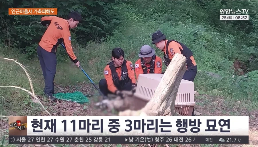 서산 우리 탈출 늑대개 열흘 만에 모두 집으로..수색 마무리