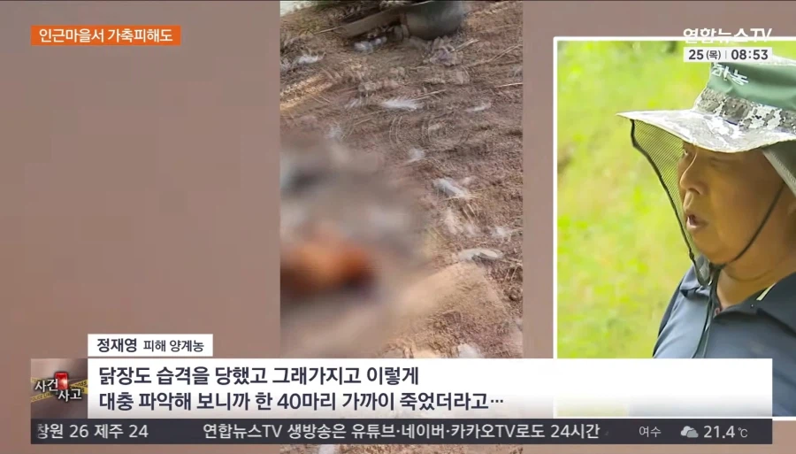 서산 우리 탈출 늑대개 열흘 만에 모두 집으로..수색 마무리