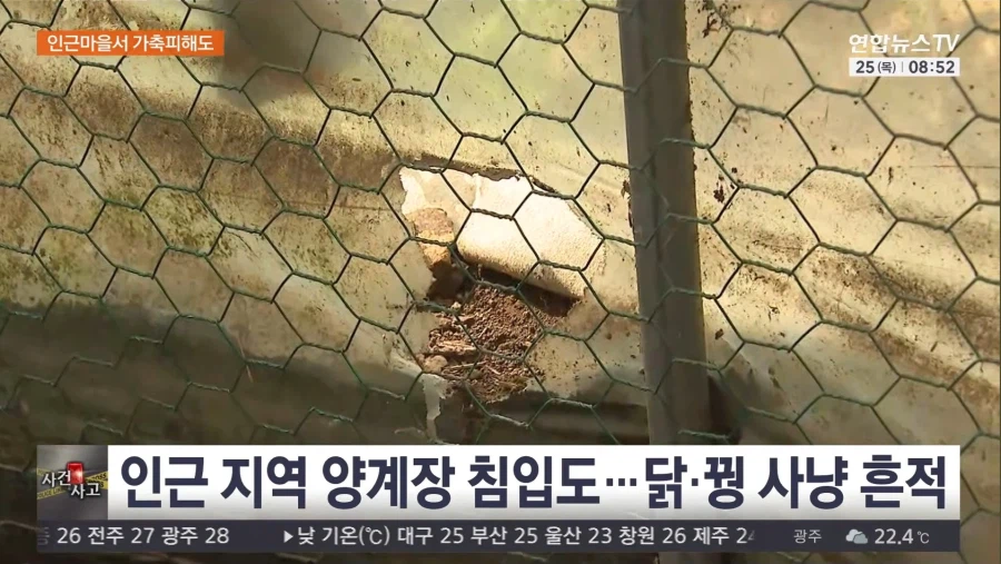 서산 우리 탈출 늑대개 열흘 만에 모두 집으로..수색 마무리
