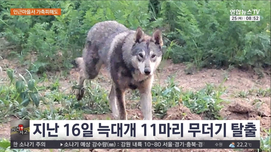 서산 우리 탈출 늑대개 열흘 만에 모두 집으로..수색 마무리