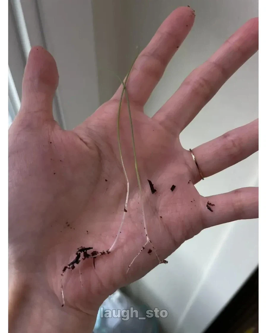 직접 기른 대파로 만든 떡볶이.jpg