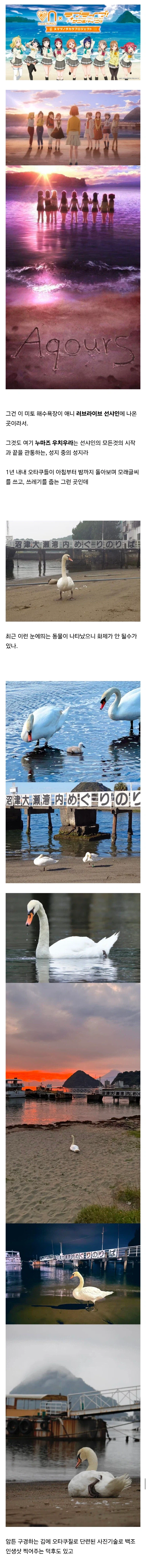 백조가 돌아다닌다고 화제인 일본 해수욕장