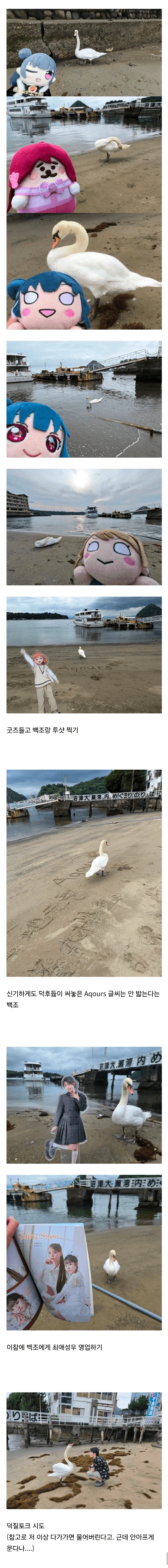 백조가 돌아다닌다고 화제인 일본 해수욕장