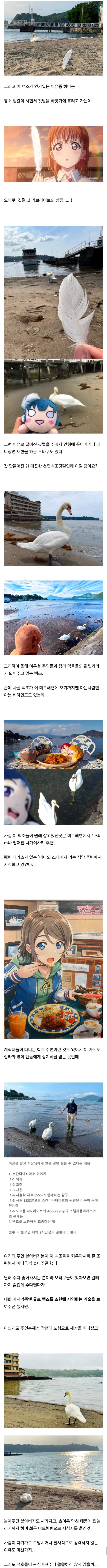 백조가 돌아다닌다고 화제인 일본 해수욕장