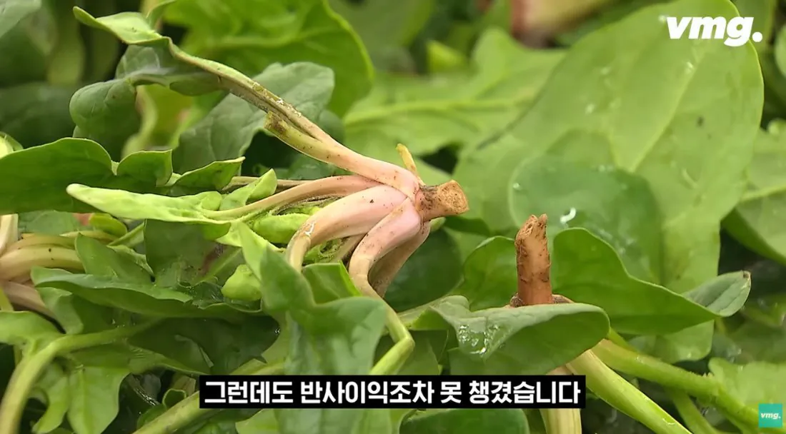 적자매장 비율 57% 심각한 하나로마트 상황