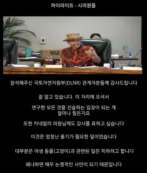 하와이 고양이 근황 feat. 용기