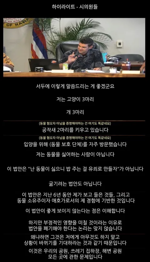 하와이 고양이 근황 feat. 용기