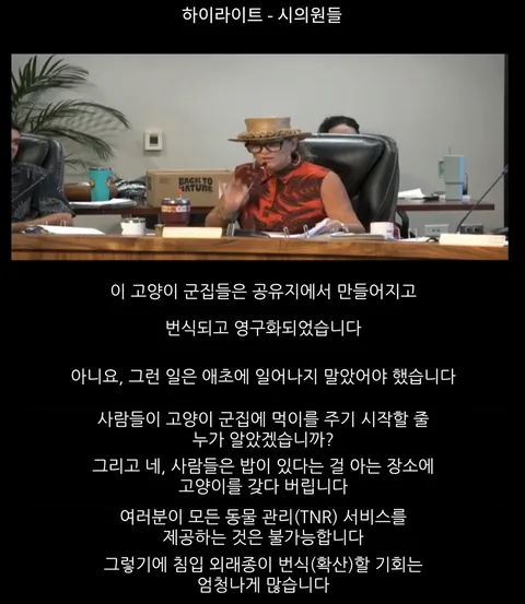 하와이 고양이 근황 feat. 용기