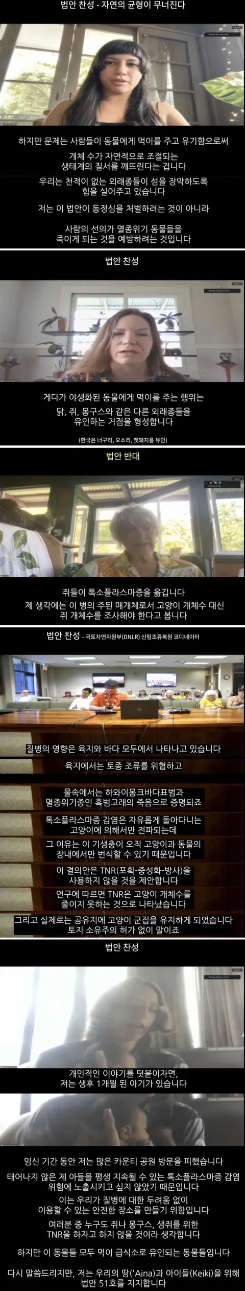 하와이 고양이 근황 feat. 용기