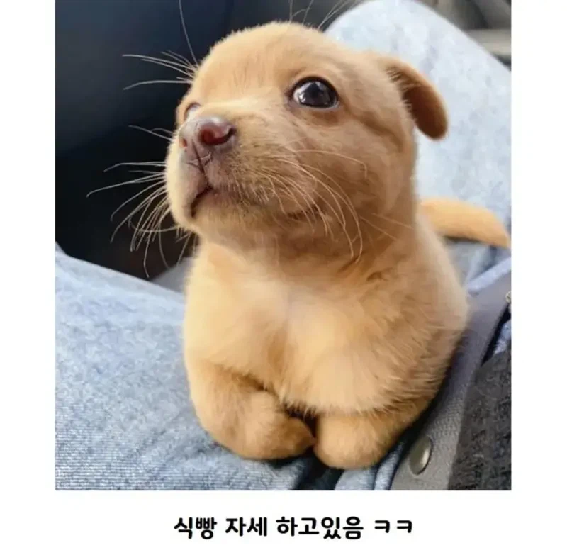 공사장에서 구조된 아기 인절미