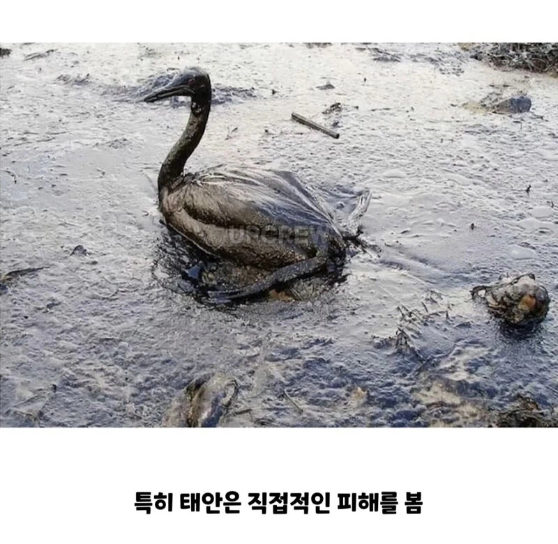 한국인들아 너희 그거 복구하는 데 20년 걸린다