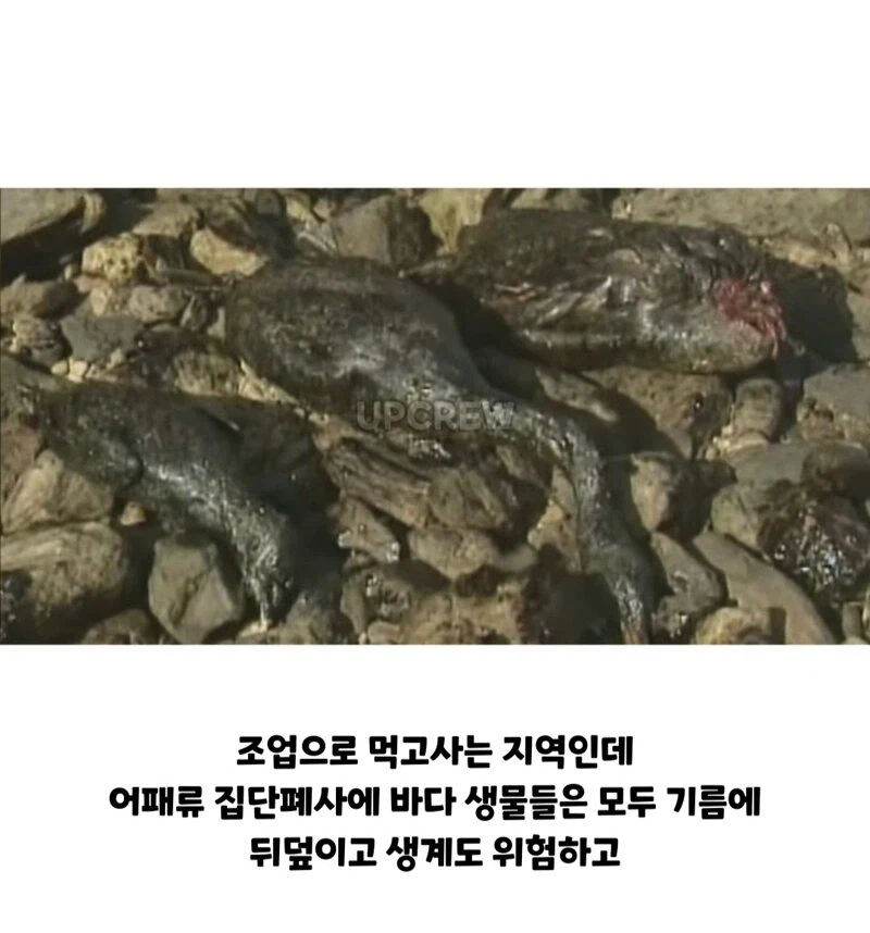 한국인들아 너희 그거 복구하는 데 20년 걸린다