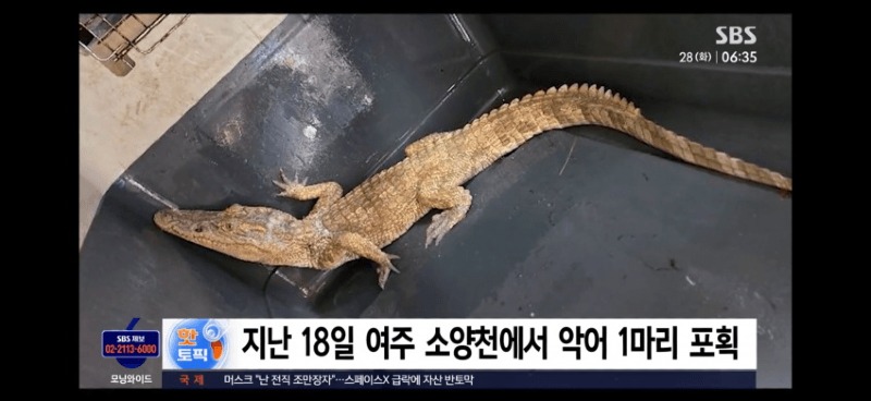 '샴악어' 주인 찾았다…진술서 "유기한 게 아니라"