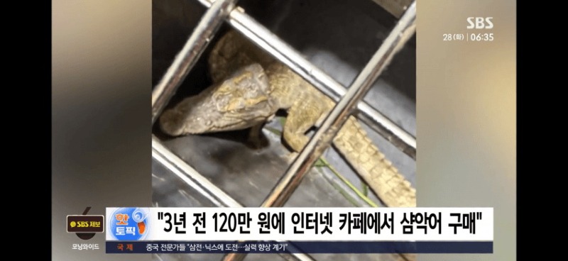 '샴악어' 주인 찾았다…진술서 "유기한 게 아니라"