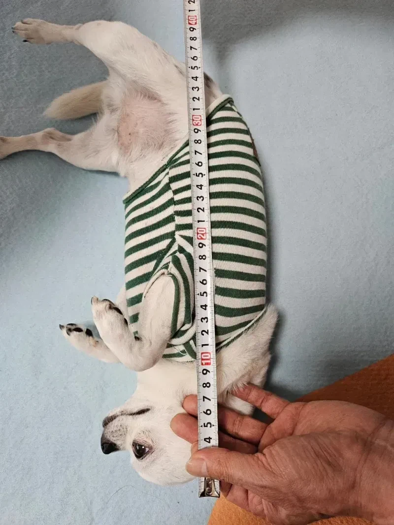 당근에 개집 올렸는데 문의 옴