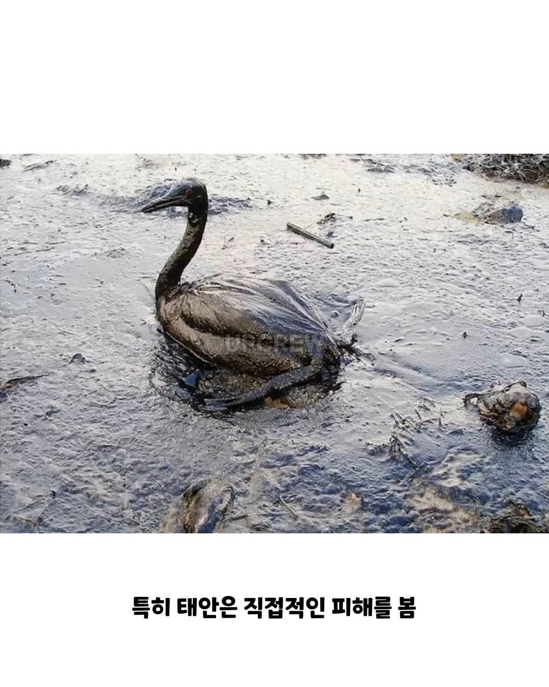 태안바다 복구하려면 최소 20년 걸린다 들은 한국인들.