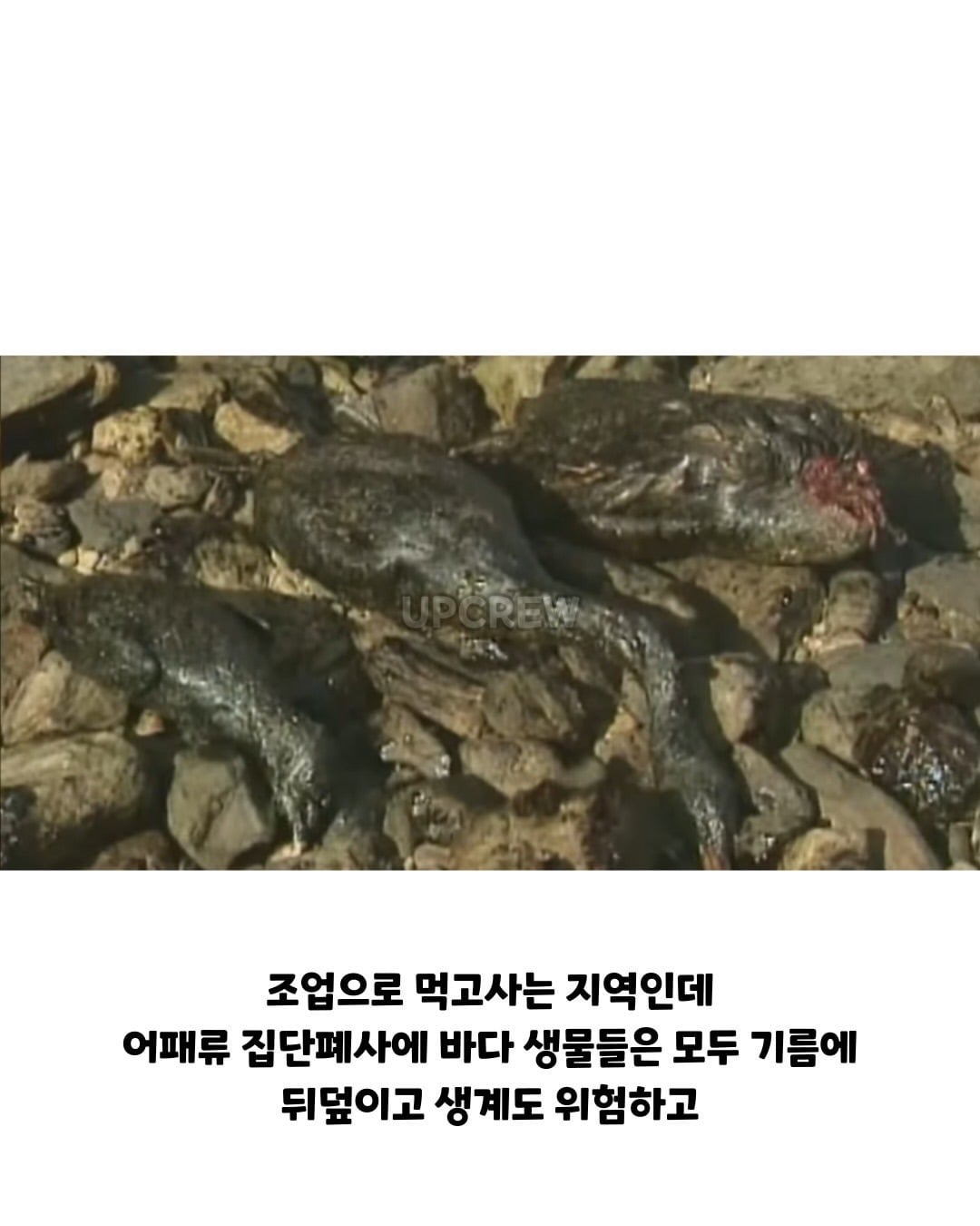 태안바다 복구하려면 최소 20년 걸린다 들은 한국인들.