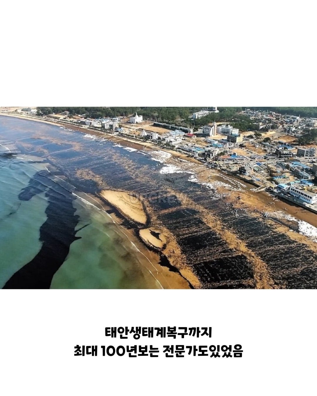 태안바다 복구하려면 최소 20년 걸린다 들은 한국인들.