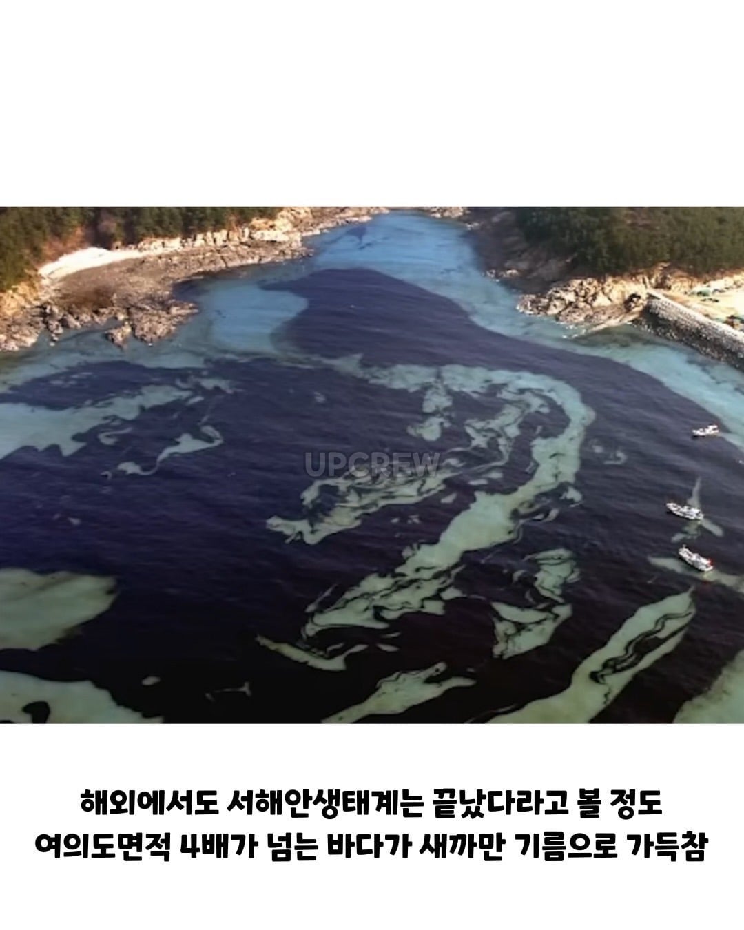 태안바다 복구하려면 최소 20년 걸린다 들은 한국인들.