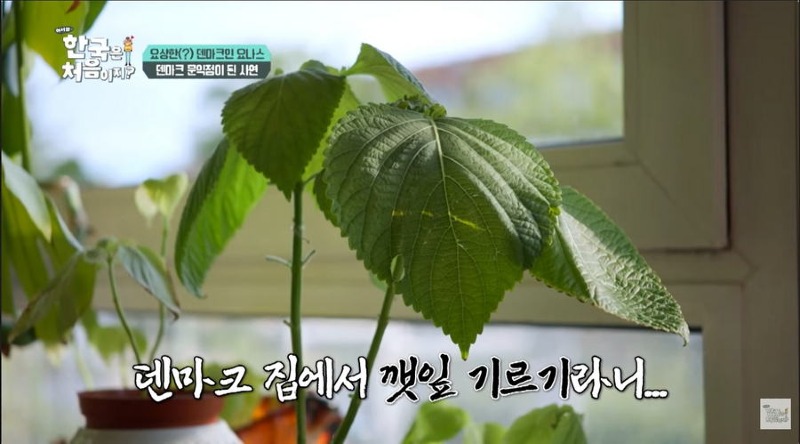 어서와 한국 삼겹살때문에 채식주의 포기하고 한국 오타쿠된 덴마크