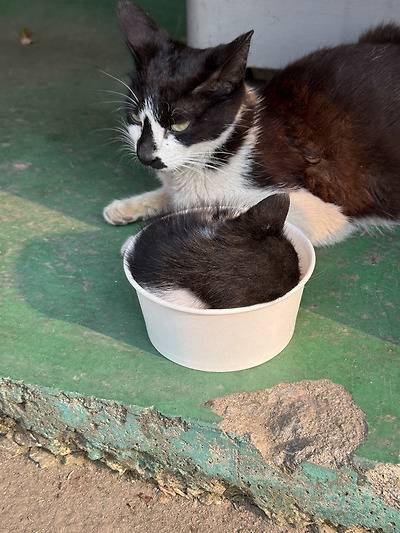 공장 고양이 새끼 낳았는데 이거 봐...
