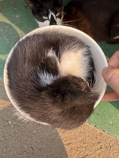 공장 고양이 새끼 낳았는데 이거 봐...