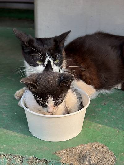 공장 고양이 새끼 낳았는데 이거 봐...