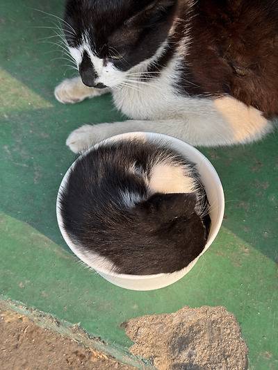 공장 고양이 새끼 낳았는데 이거 봐...