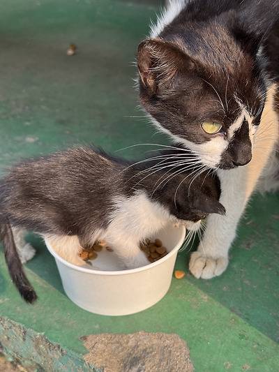 공장 고양이 새끼 낳았는데 이거 봐...