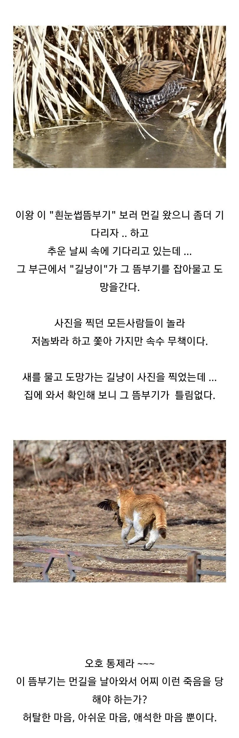 조류 동호회 회원들이 망연자실한 이유.jpg