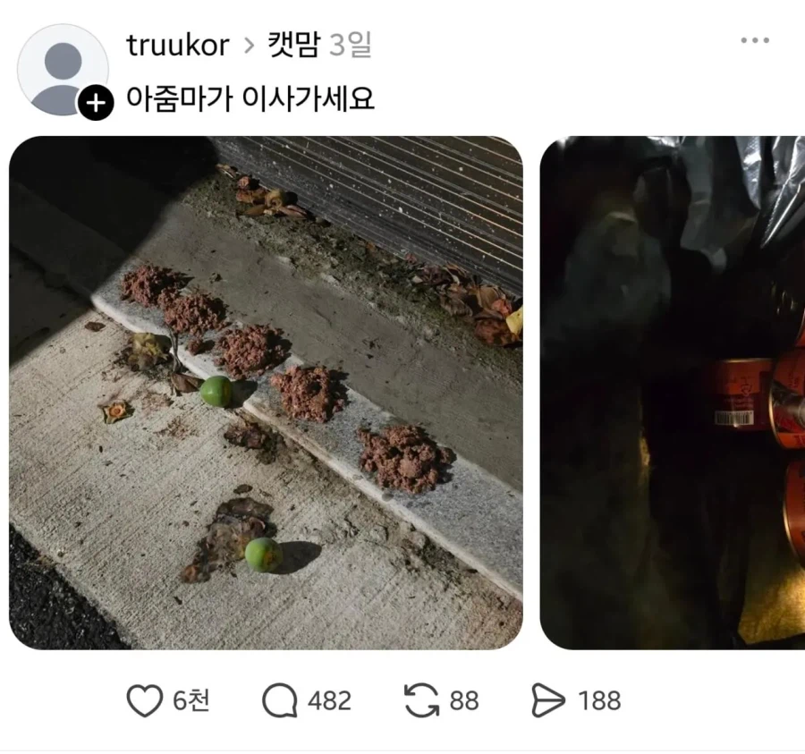 임자 제대로 만난 캣맘 ㅋㅋㅋㅋ