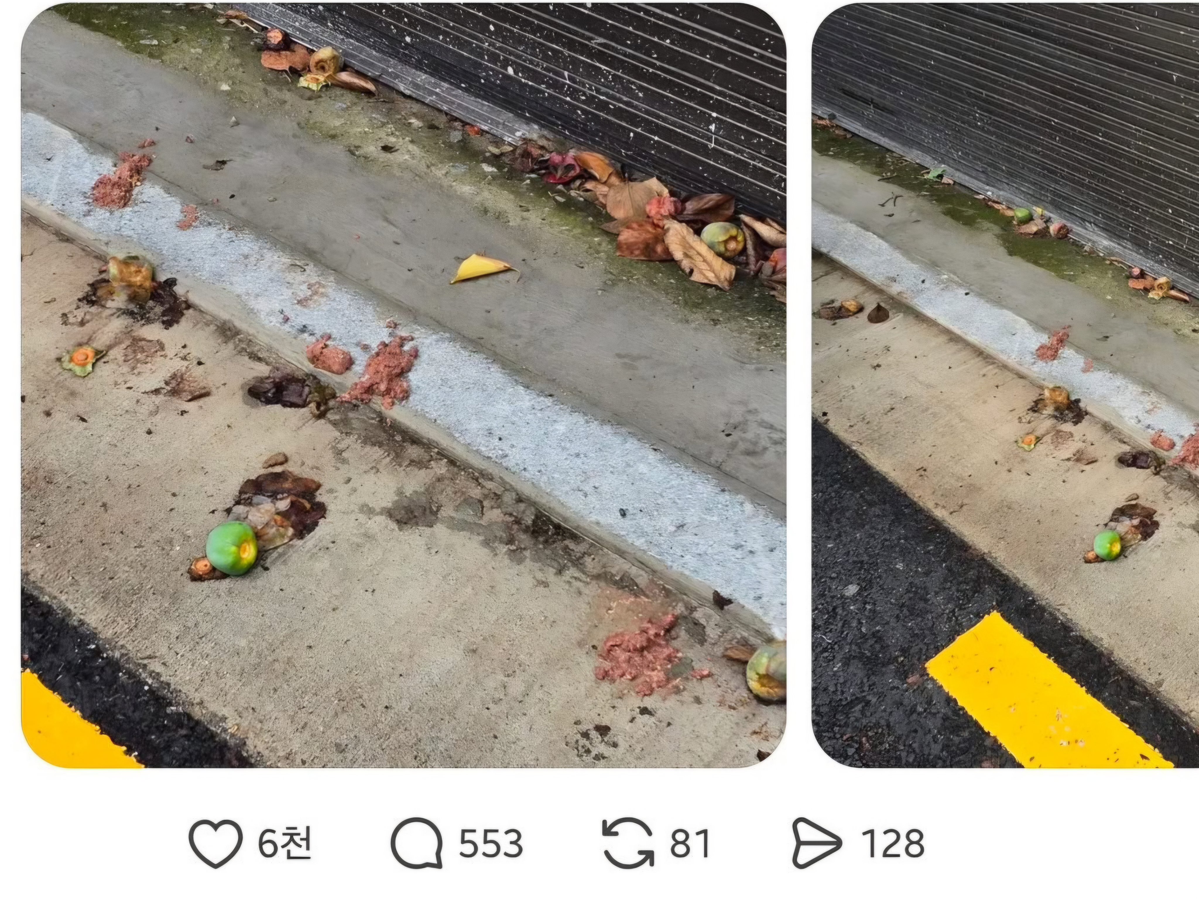 쓰레드에서 요즘 핫한 1년동안 시달린 캣맘 잡은 후기