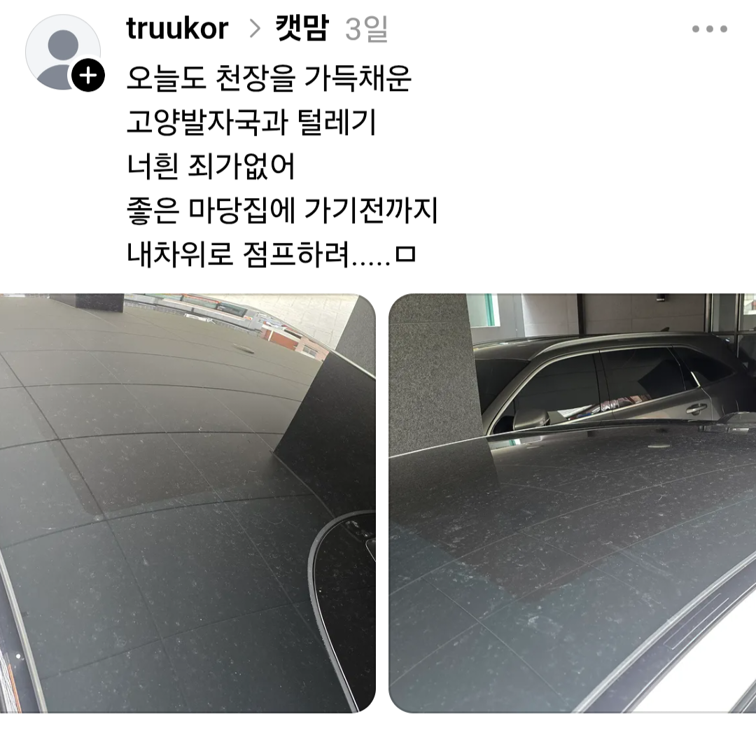 쓰레드에서 요즘 핫한 1년동안 시달린 캣맘 잡은 후기