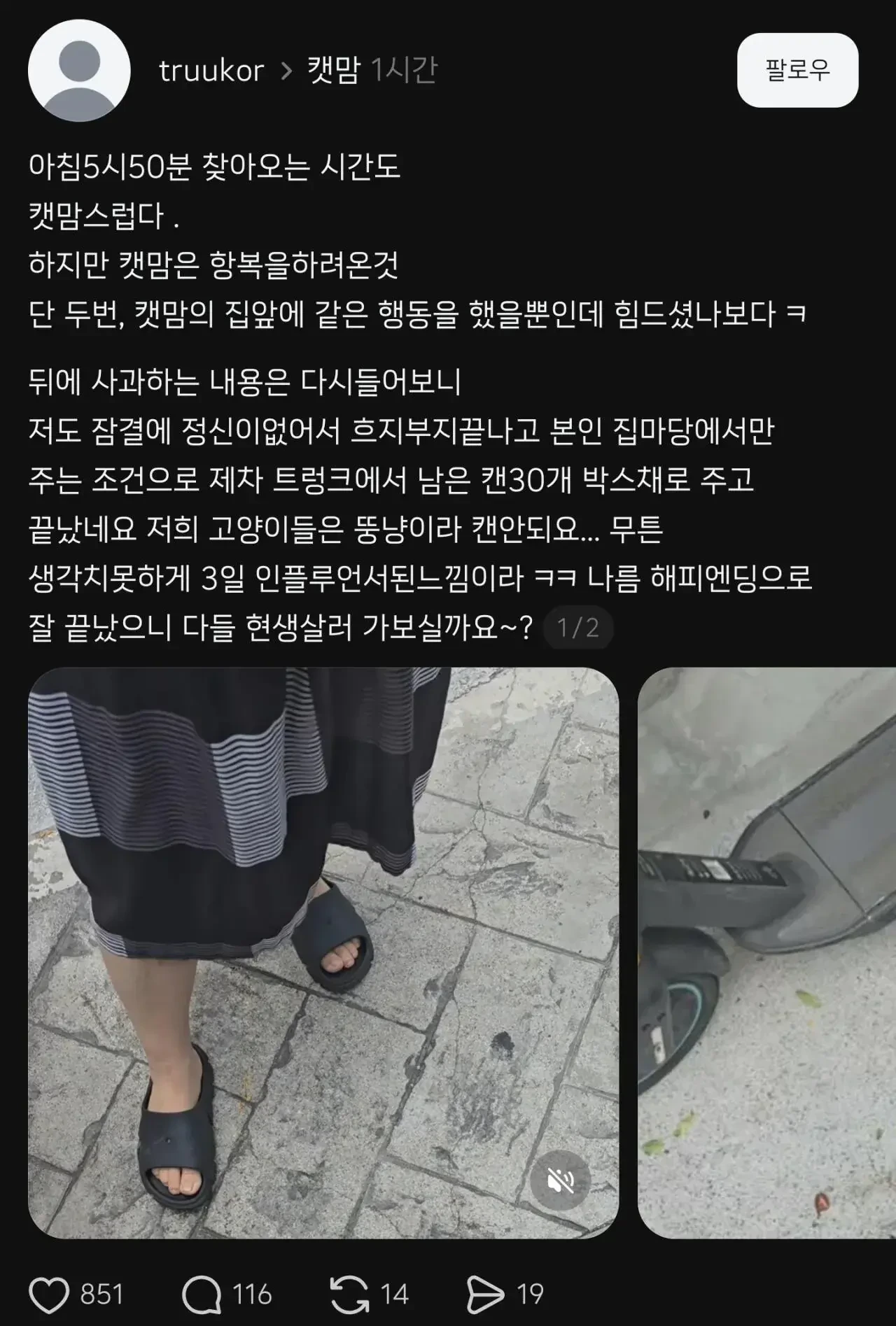 쓰레드에서 요즘 핫한 1년동안 시달린 캣맘 잡은 후기