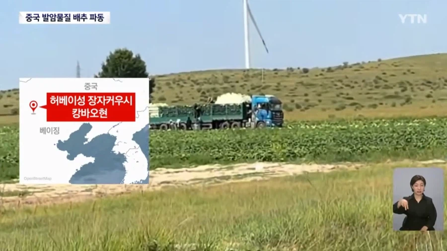 식약처 "최근 중국산 배추 8건 모두 발암물질 불검출"