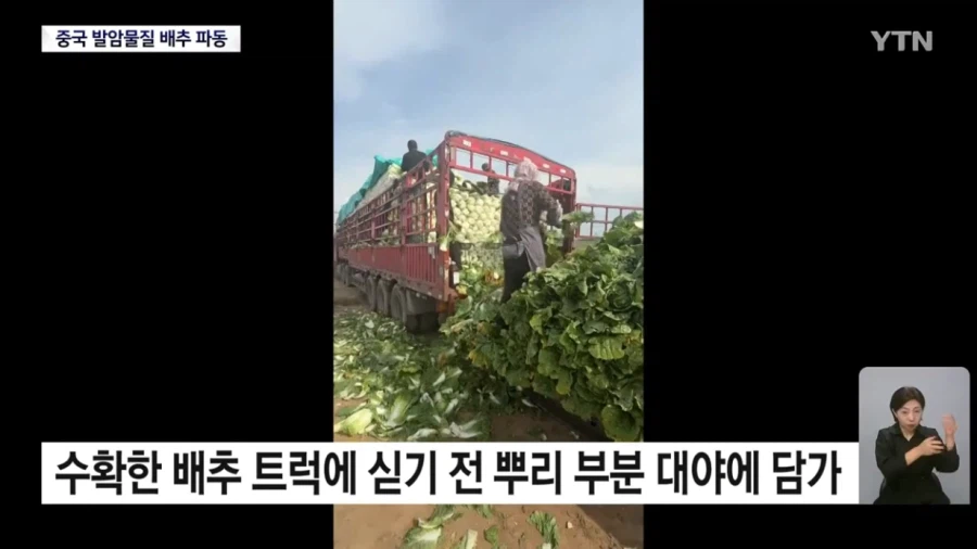 식약처 "최근 중국산 배추 8건 모두 발암물질 불검출"