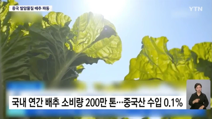 식약처 "최근 중국산 배추 8건 모두 발암물질 불검출"
