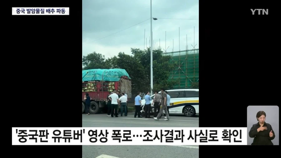 식약처 "최근 중국산 배추 8건 모두 발암물질 불검출"