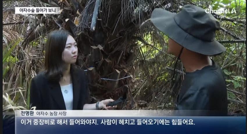 제주 야자수 농장 사장님 ㄷㄷㄷ