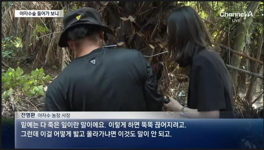 제주 야자수 농장 사장님 ㄷㄷㄷ