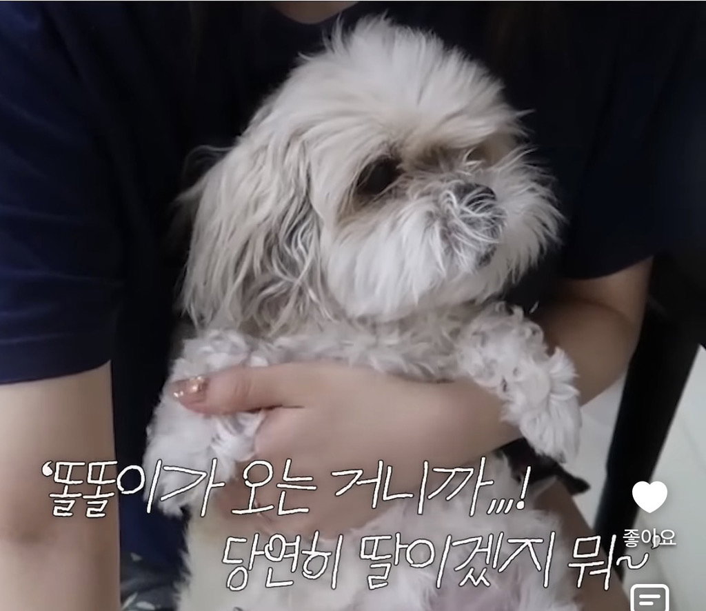 세상 떠난 반려견이 딸로 돌아온거 같다는 유튜버.jpg
