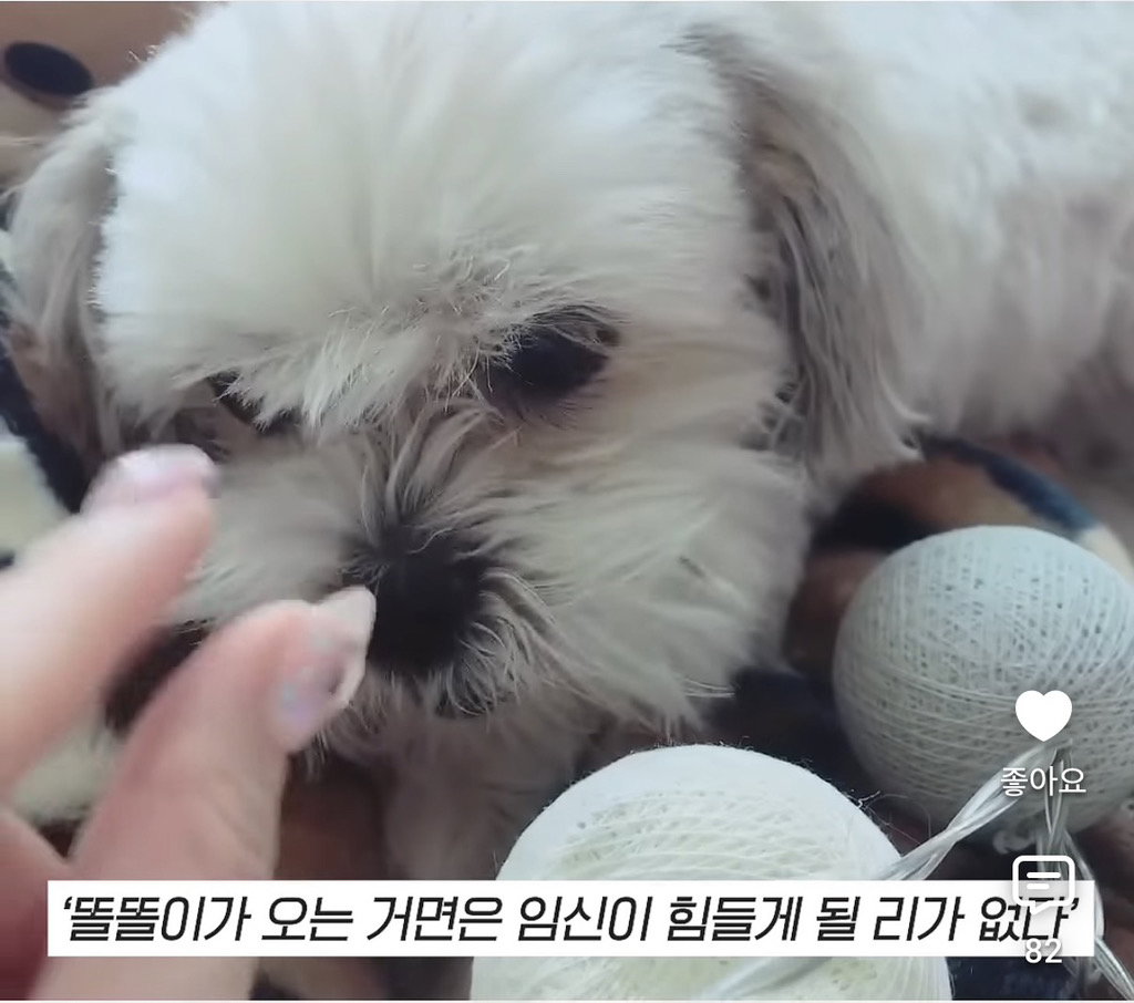 세상 떠난 반려견이 딸로 돌아온거 같다는 유튜버.jpg