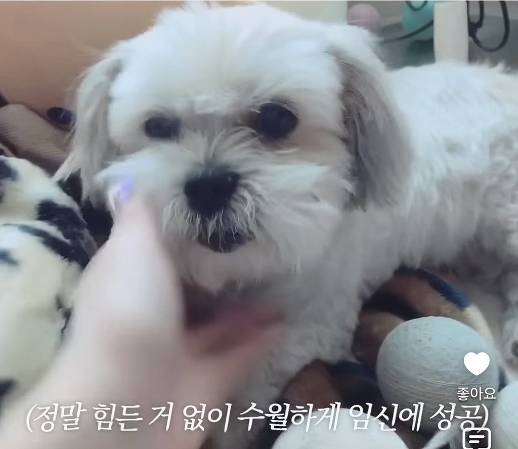 세상 떠난 반려견이 딸로 돌아온거 같다는 유튜버.jpg