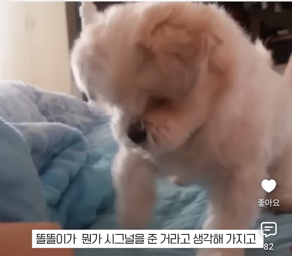 세상 떠난 반려견이 딸로 돌아온거 같다는 유튜버.jpg
