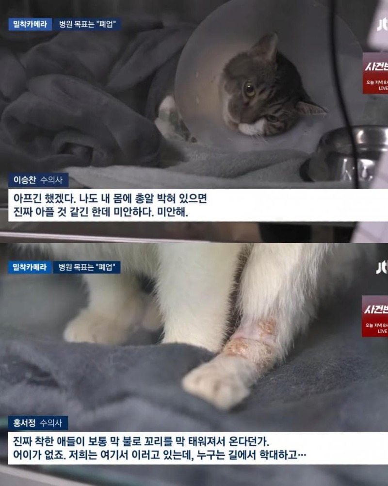 진료비 천 원이라는 동물병원