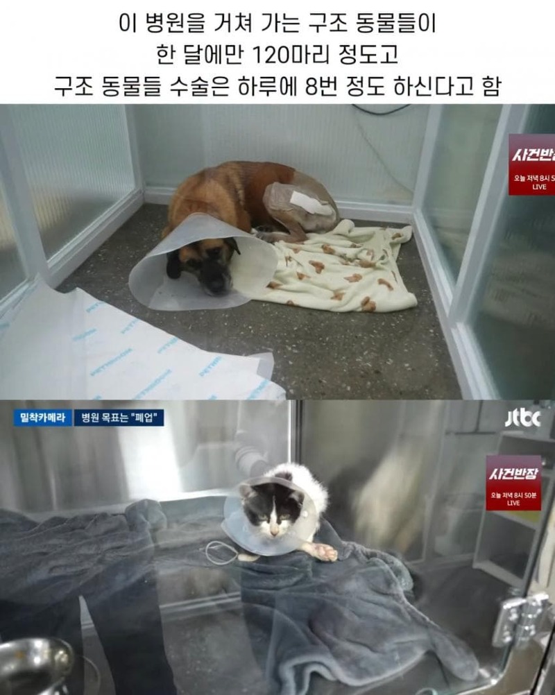 진료비 천 원이라는 동물병원