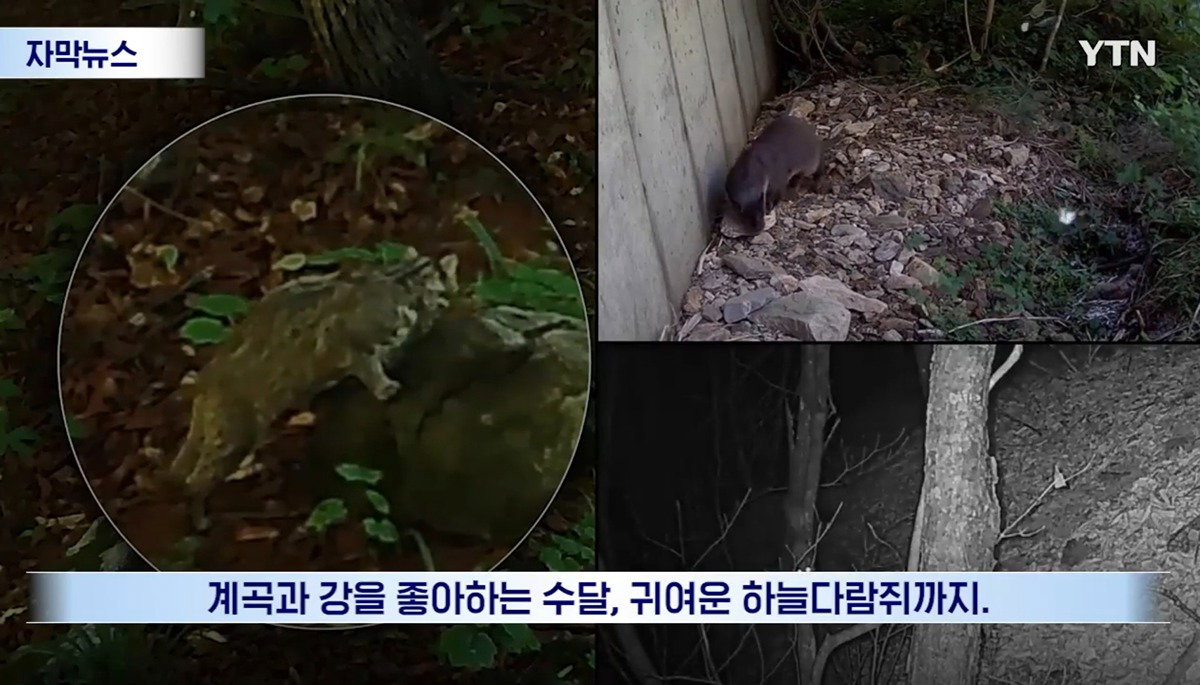수십억 들여 숲 사놓고 아무것도 안 한 이유.news