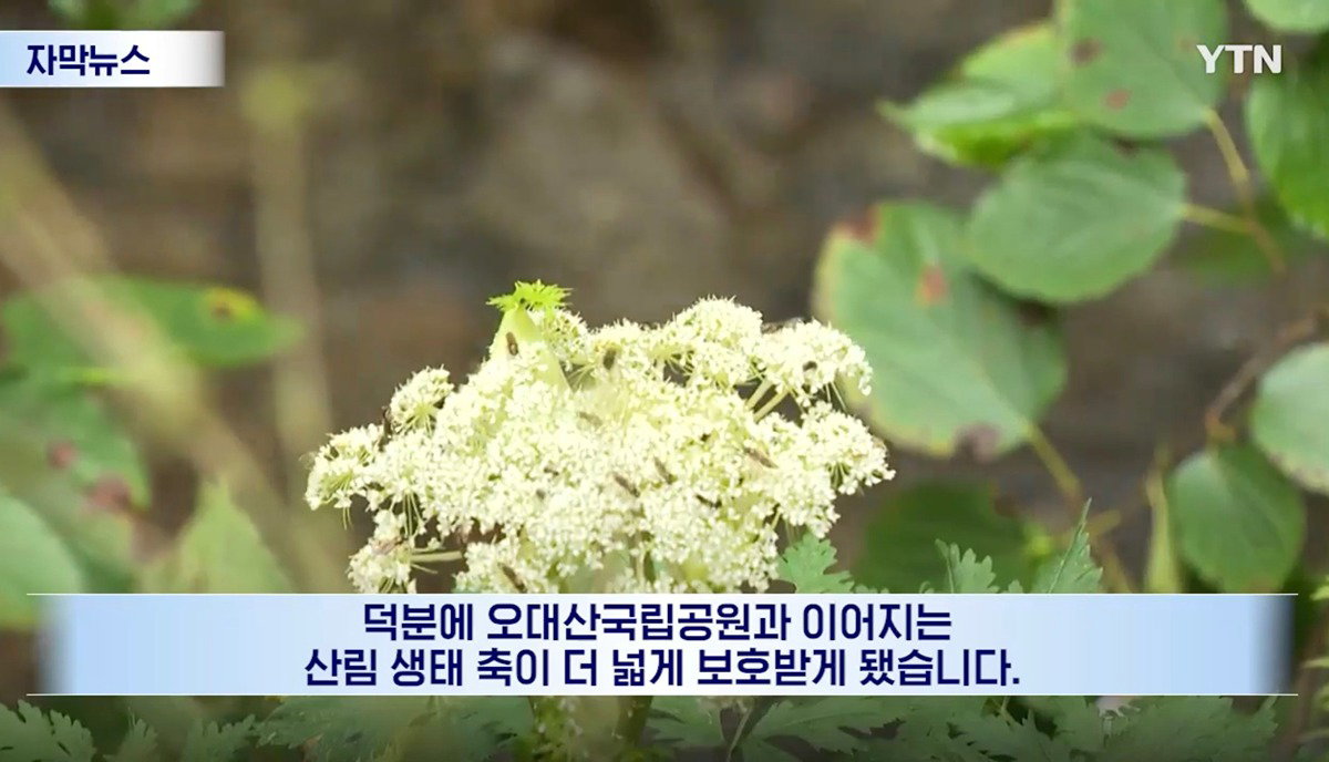 수십억 들여 숲 사놓고 아무것도 안 한 이유.news