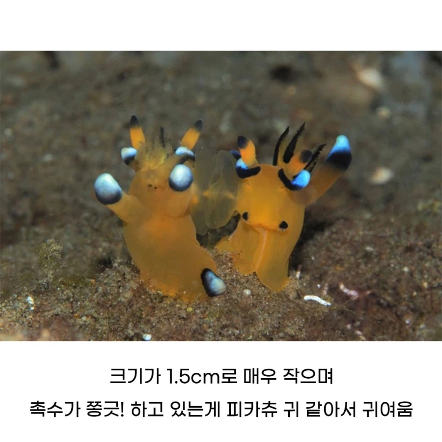 [동물]피카츄를 닮은 해양 생물.jpg